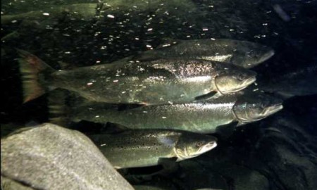 Our Premier Sea Foods  Story